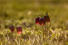 Szachownica Koskowata