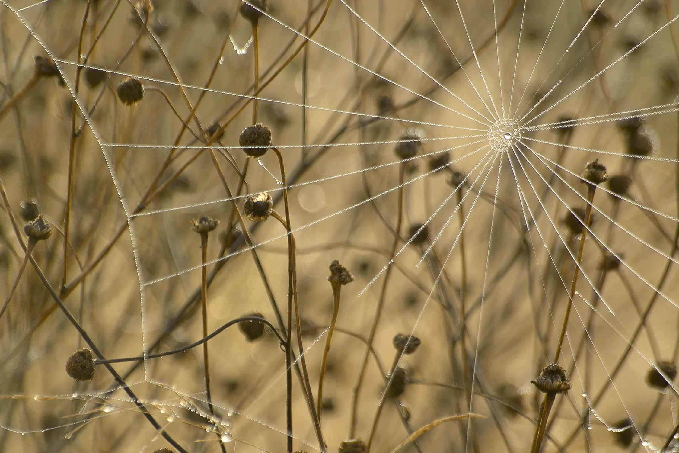 Harmonia w nieładzie.