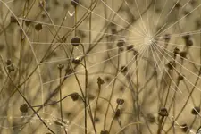 Harmonia w nieładzie.