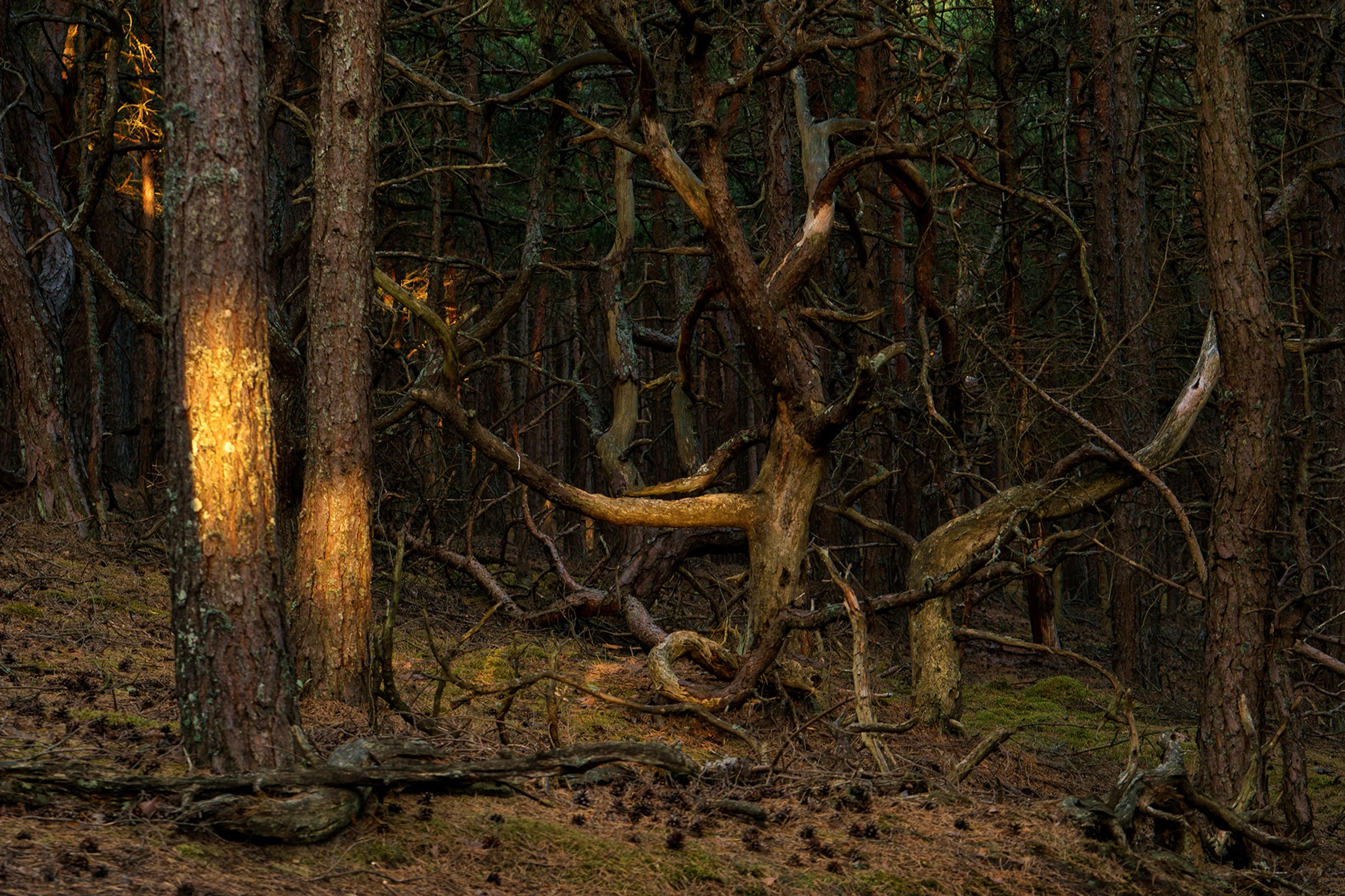 Witaj wędrowcze... Zapraszamy.