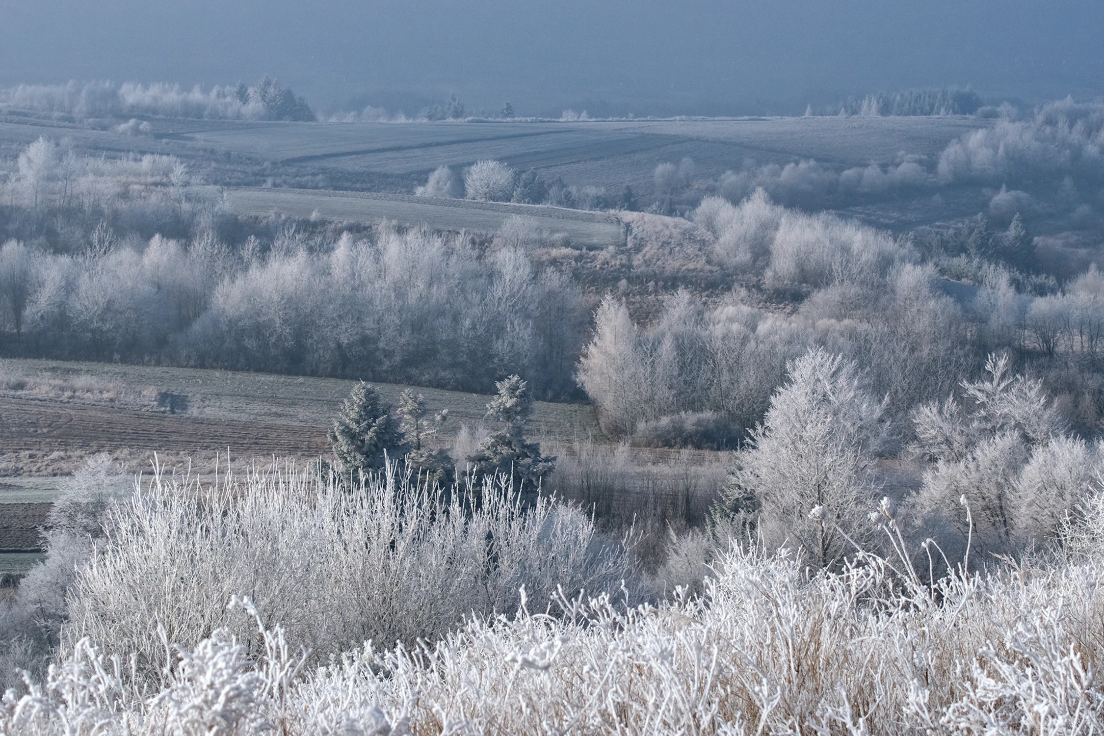 Pejzaż 'zaszadziony' 