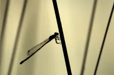 Ważka geometrycznie