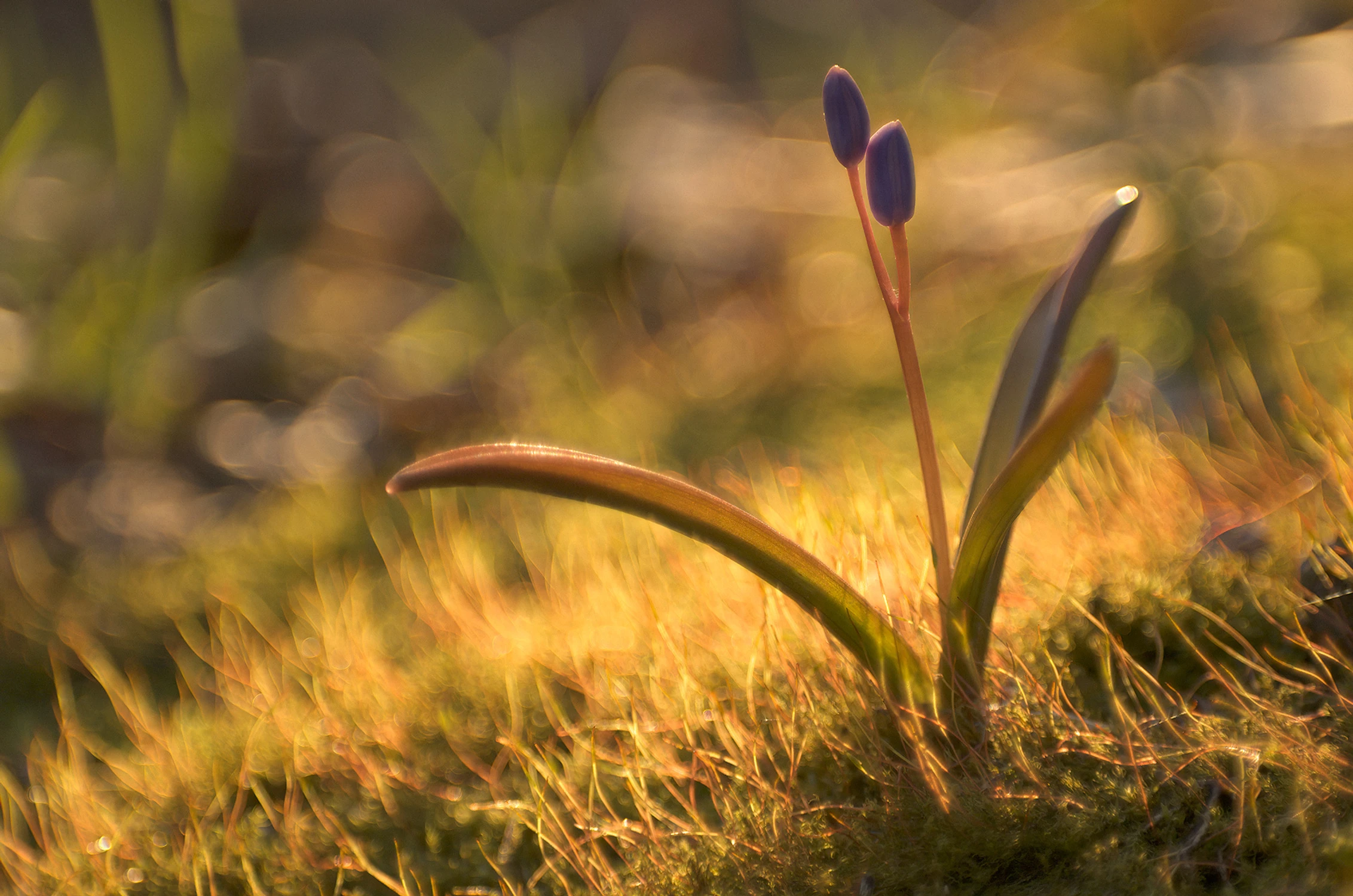 Z cyklu kwiatki: cebulica dwulistna