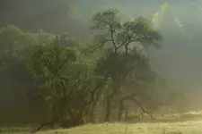 Wierzby