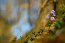 Z cyklu kwiatki: przylaszczka pospolita