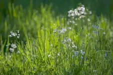 Z cyklu chwasty: rzeżucha łąkowa