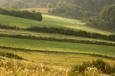 Trójkąty na łące.