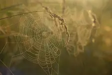 Pajęczyny synchronicznie.