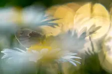 Motyl
