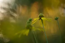 Z cyklu chwasty: rudbekia naga