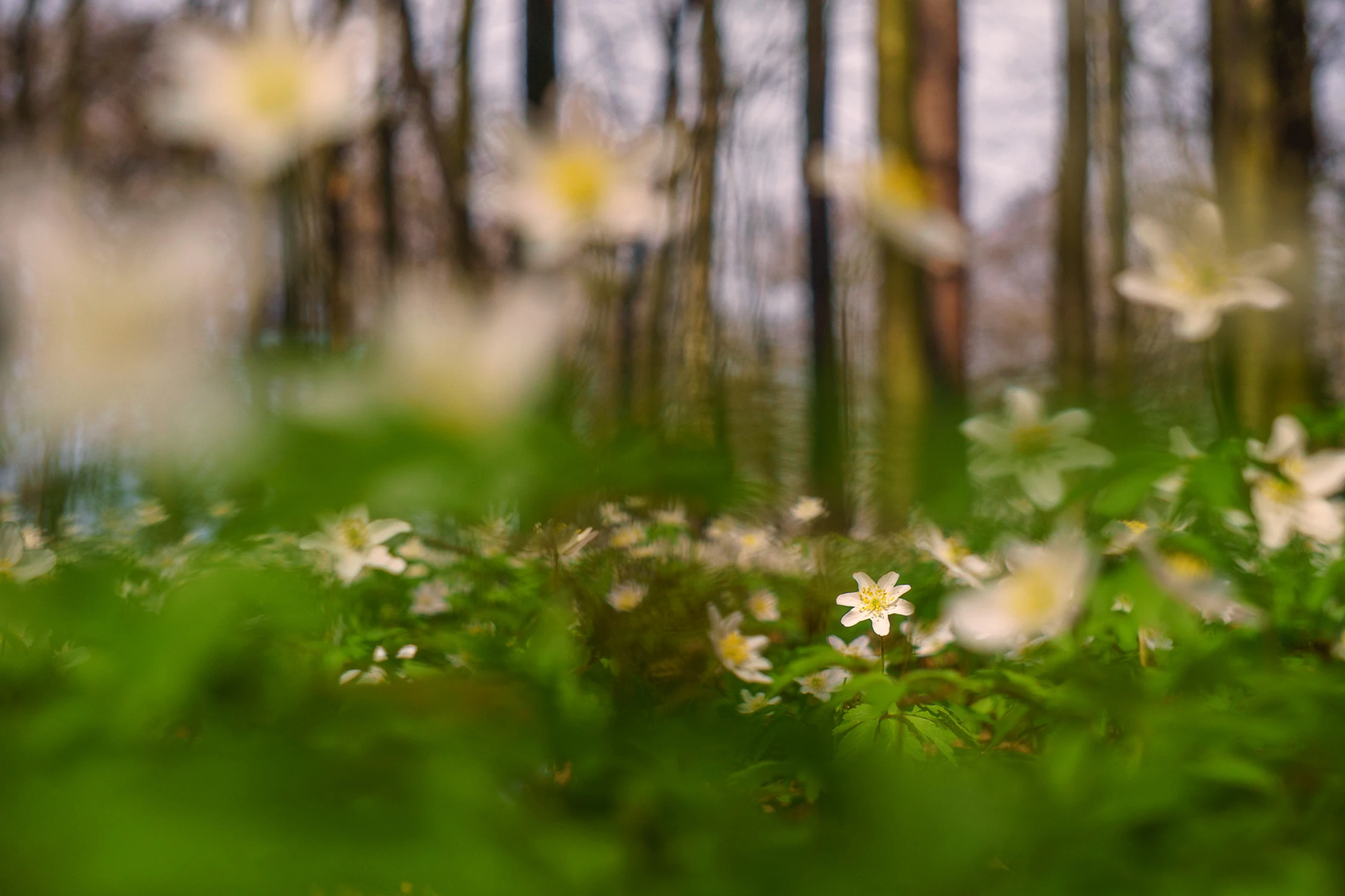 Z cyklu kwiatki: zawilec gajowy