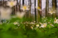 Z cyklu kwiatki: zawilec gajowy