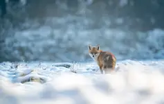 Rudzielec na spacerku