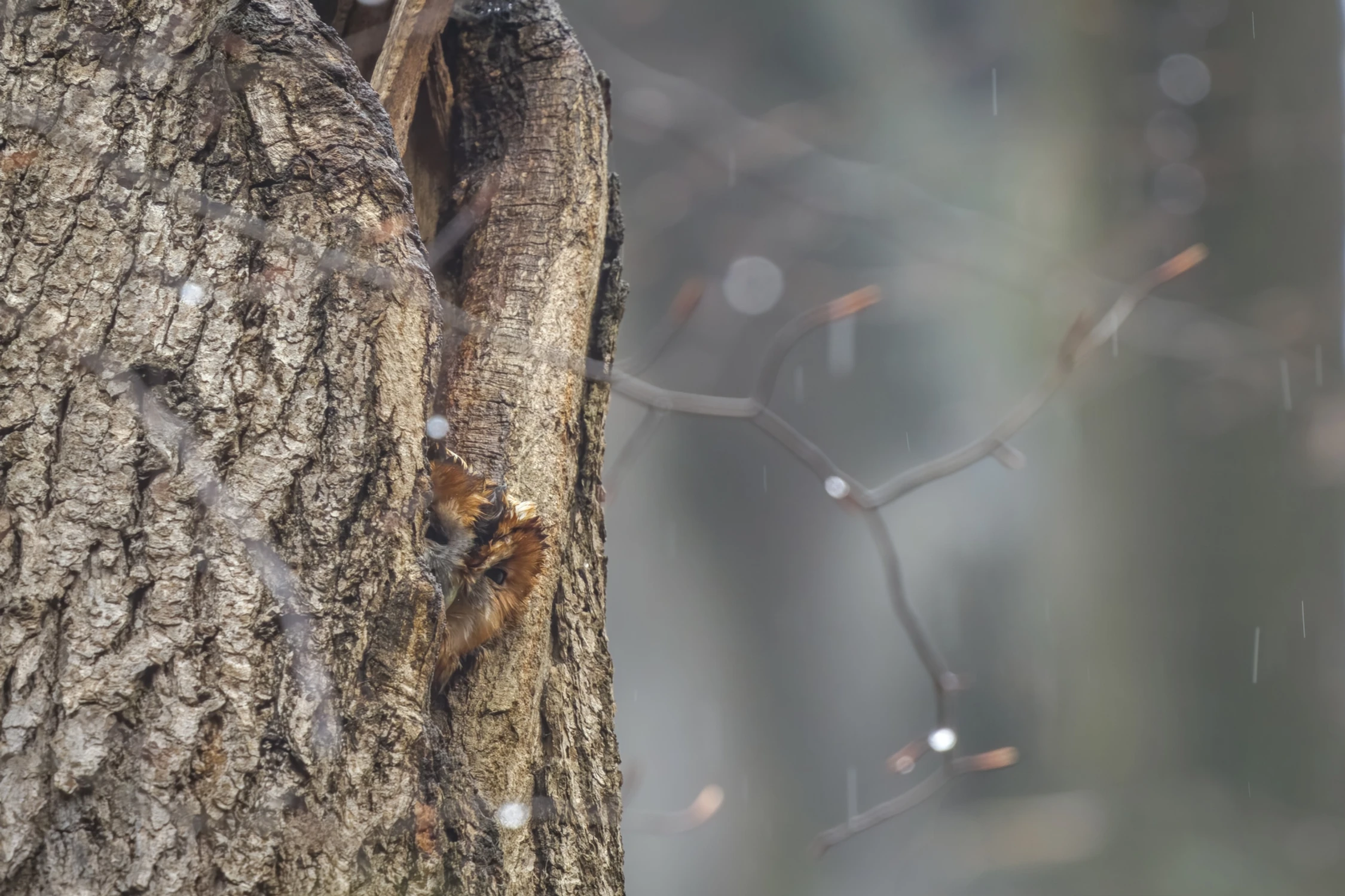Obserwując,obserwującego...