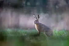 Na skraju lasu
