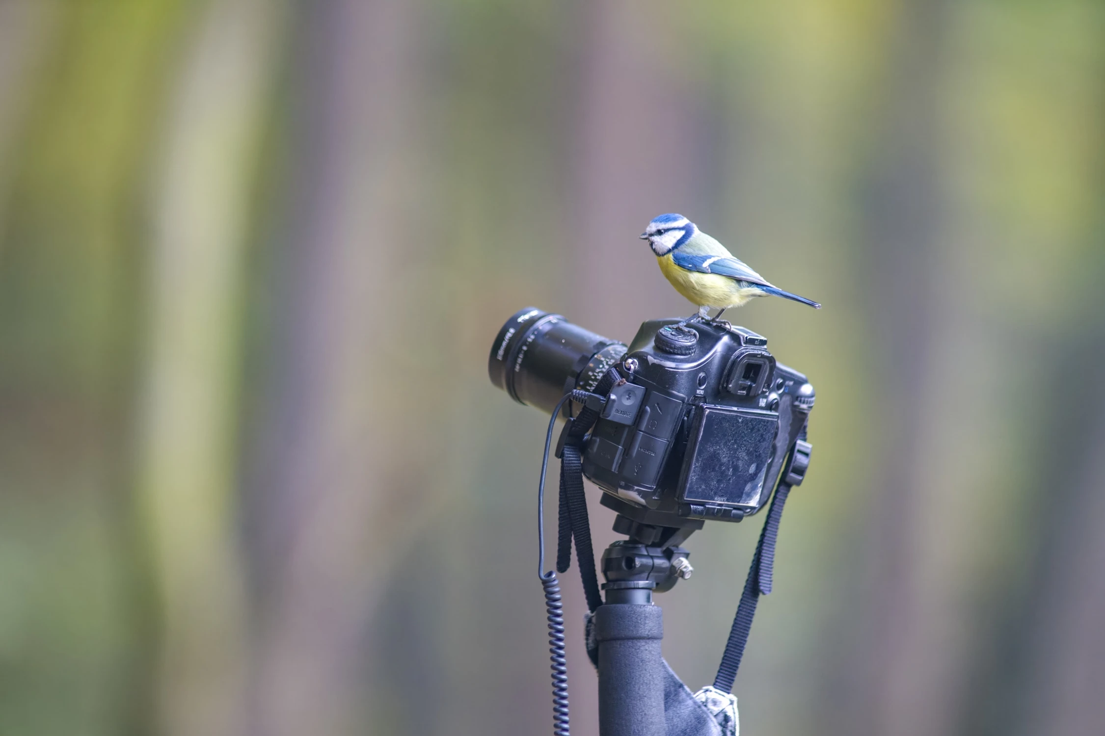 Fotografowanie przyrody