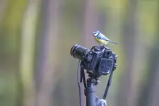 Fotografowanie przyrody