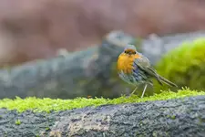Robin