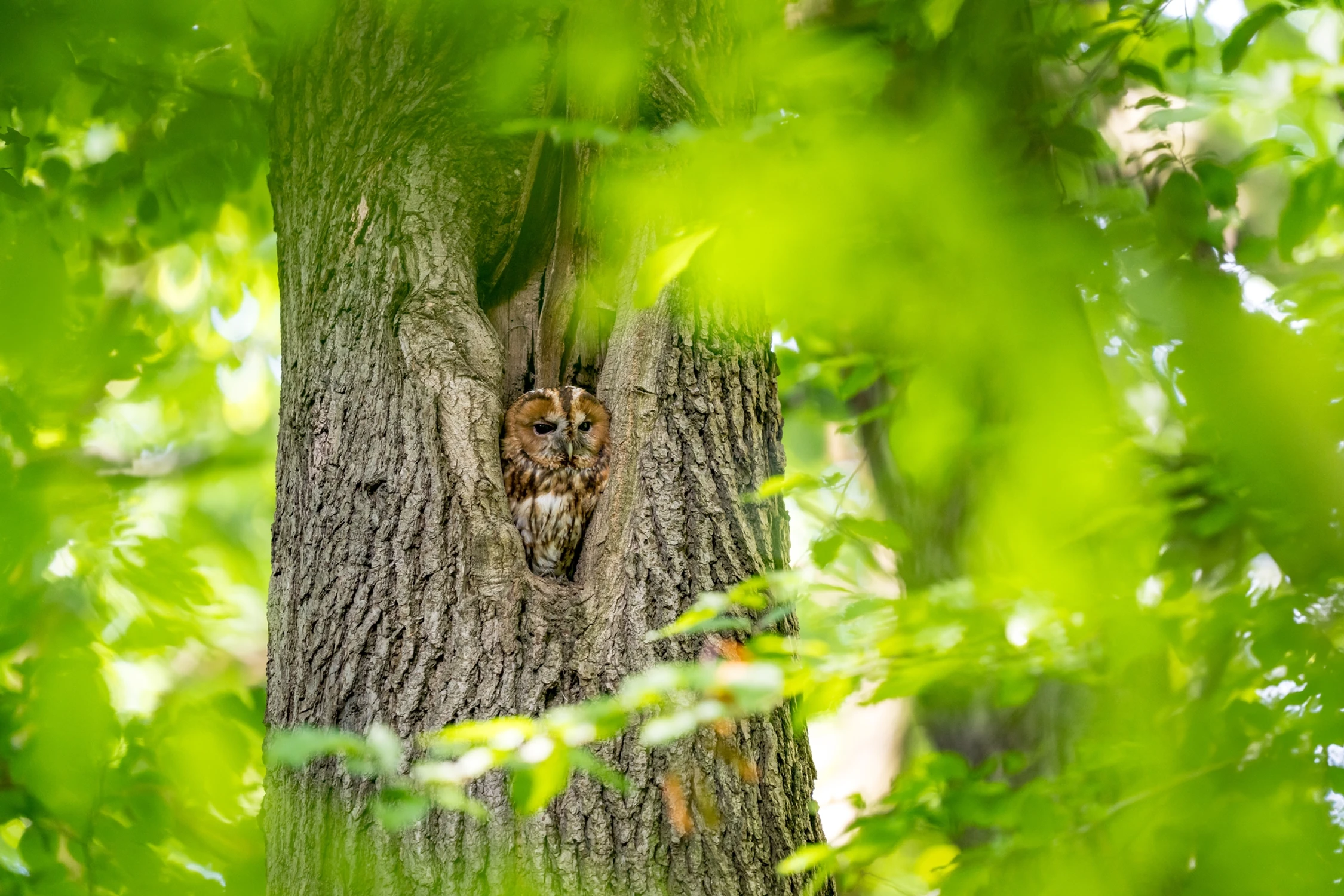 Obserwator w leśnej kniei