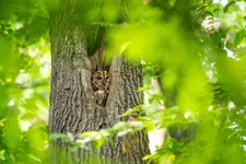 Obserwator w leśnej kniei