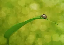 Łąkowy gepard - Skakun.