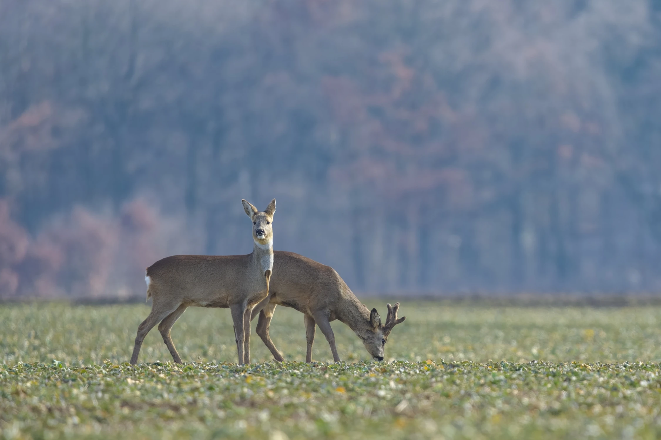 Śniadania czas...Cisza i spokój,relaks...