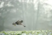 Koszący lot...Kto żyw w nogi !