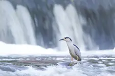 Wodny łowca
