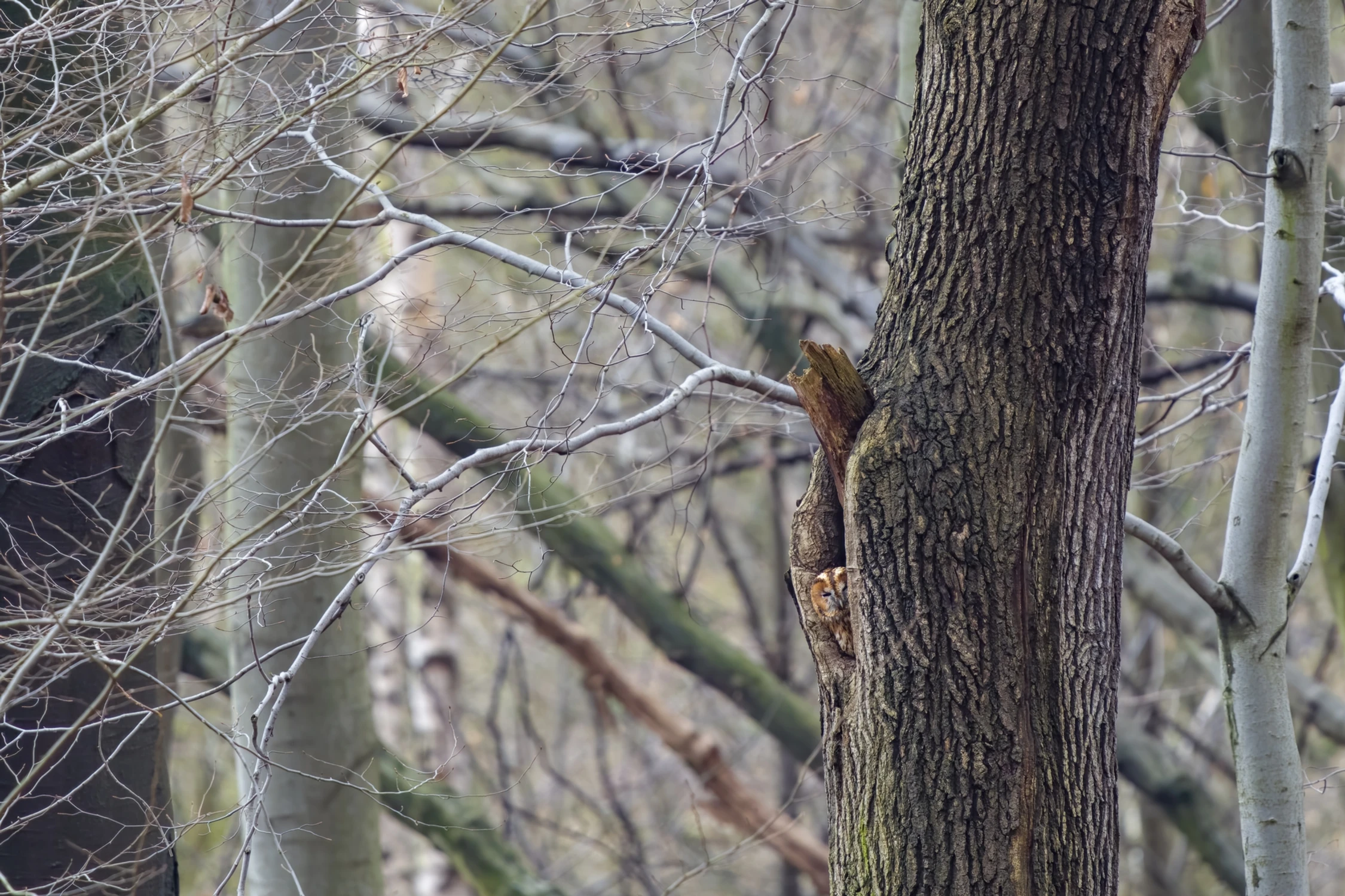 Obserwator w leśnej kniei