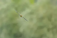 Ostatnie loty na Śląsku...Czas migracji.