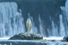 Lokalna Niagara