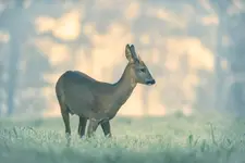 Jesienny rogacz