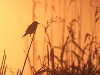 coś brzmi w trzcinie