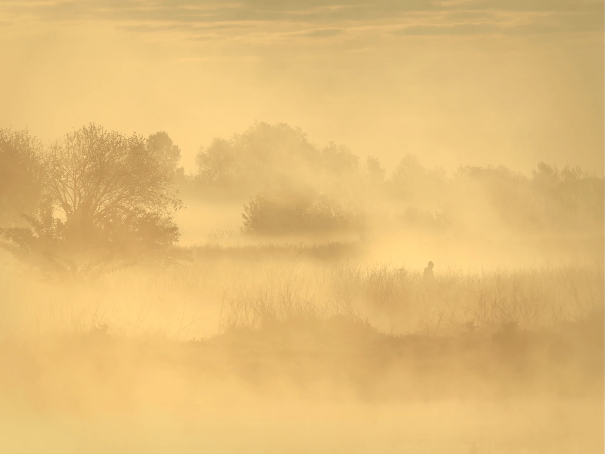 Spacer przez mokradła