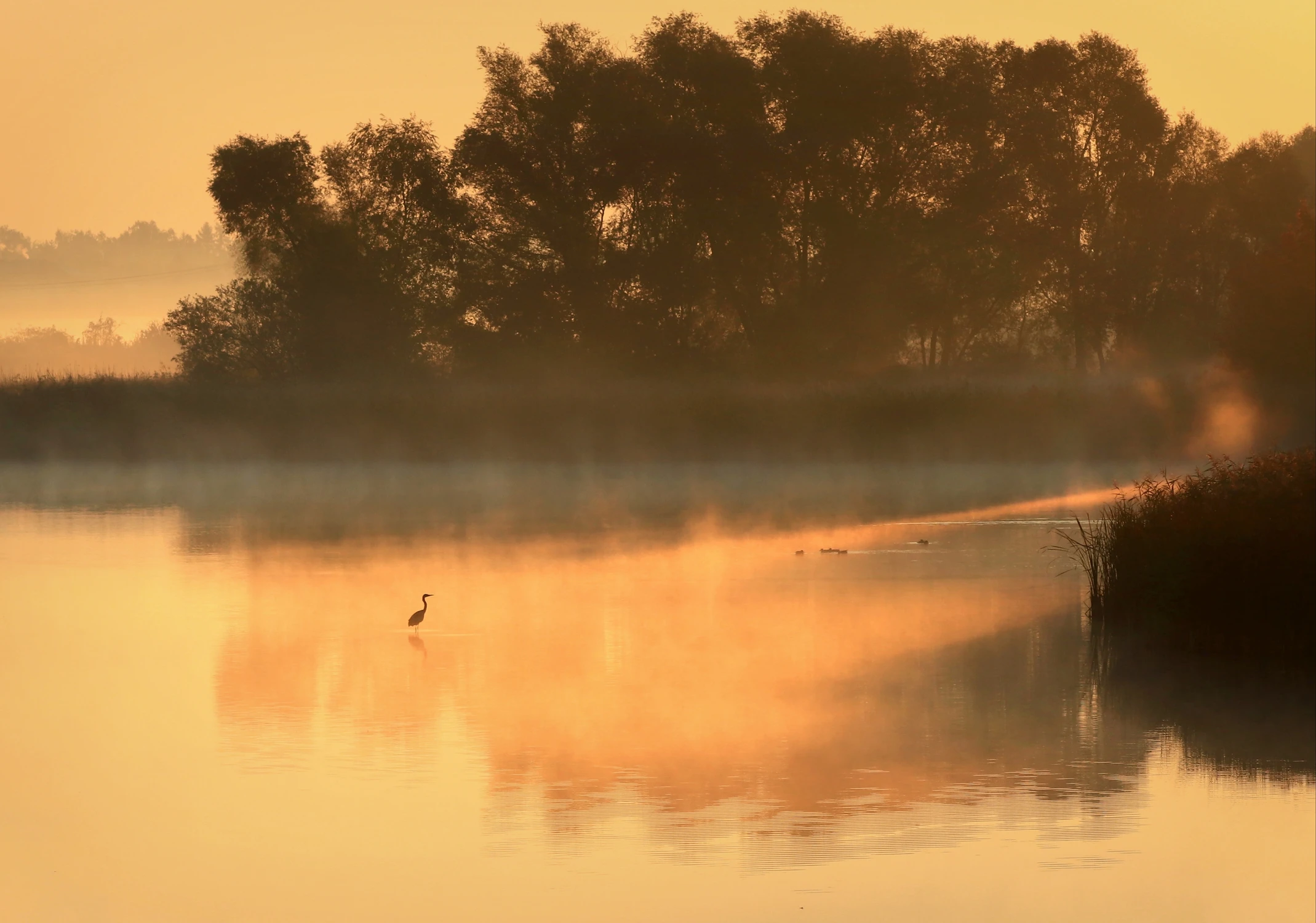 Polowanie na śniadanie