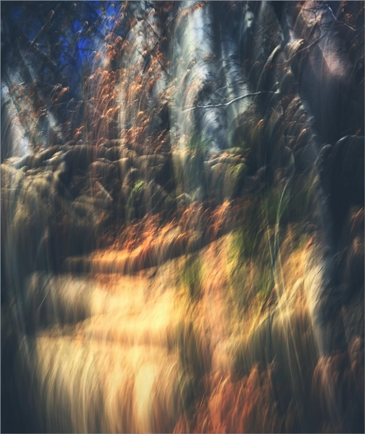 The Enchanted Forest