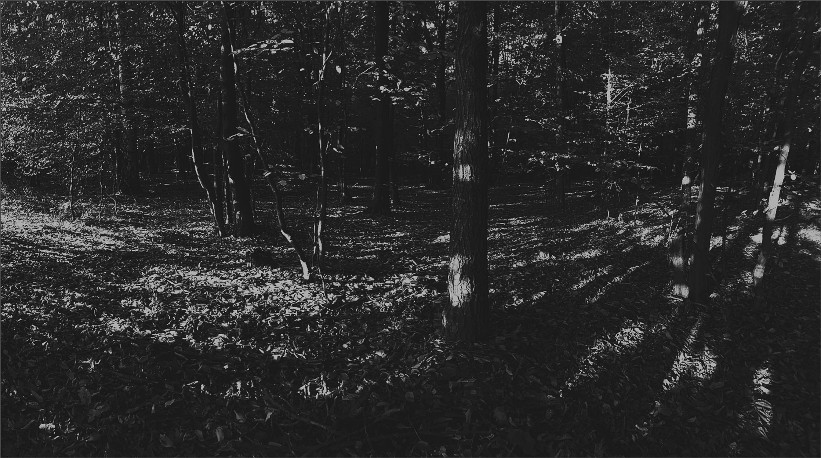 Forest Tales
