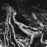 When the Elephant Met the Octopus