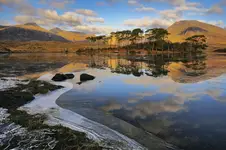 Pine Island Connemara