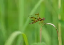 Proporczyk halloweenowy (Celithemis eponina)