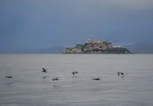 Alcatraz