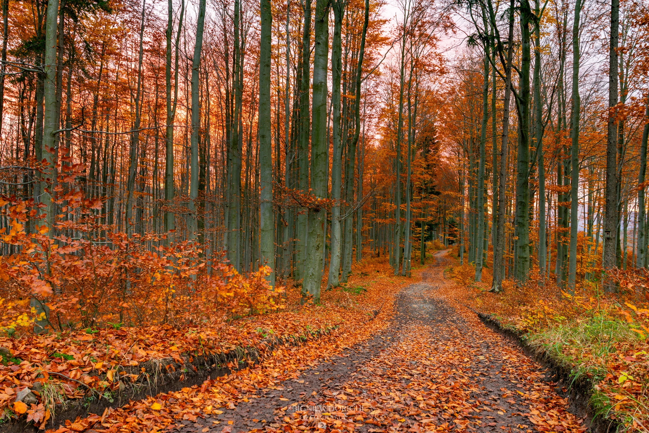 Jesienny las z drogą