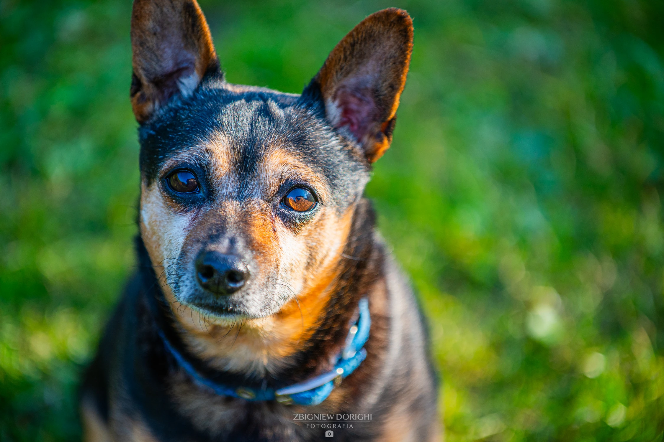 Pies o imieniu Sigma