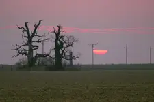 na polu...dęby w polu