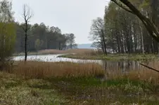 Niedługo się zazieleni 2