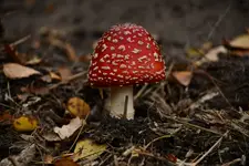 Grzybobranie się udało 3