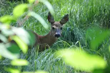 Ciekawość zwyciężyła
