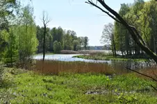 Niedługo się zazieleni 3