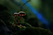 Glow
