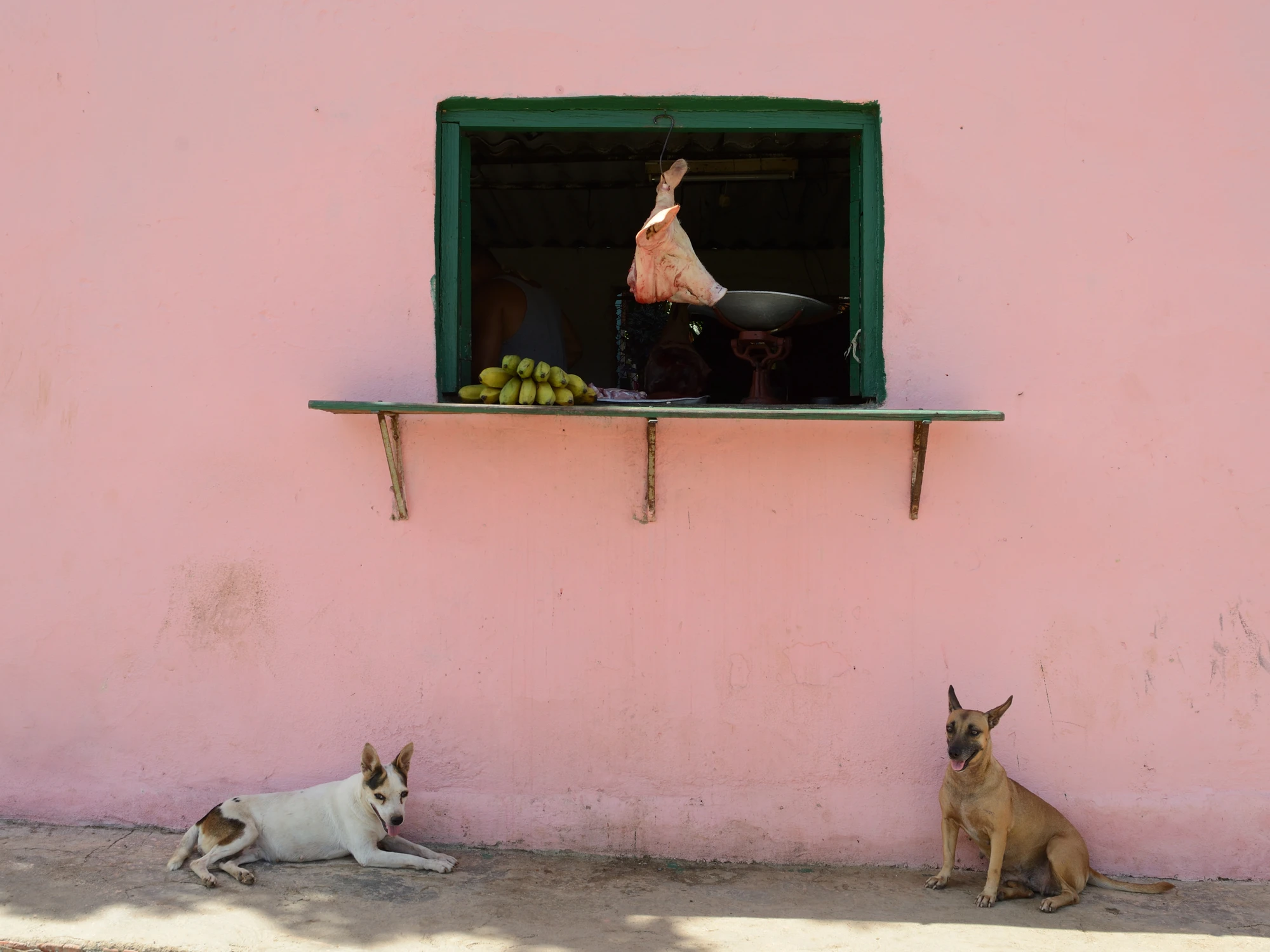 Pies najlepszym przjacielem.